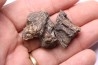fragments de machoire de dinosaure edmontosaurus annectens - Hell Creek  Fmt - crétacé sup. - Dawson County, Montana, USA