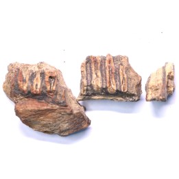 fragments de machoire de dinosaure edmontosaurus annectens - Hell Creek  Fmt - crétacé sup. - Dawson County, Montana, USA