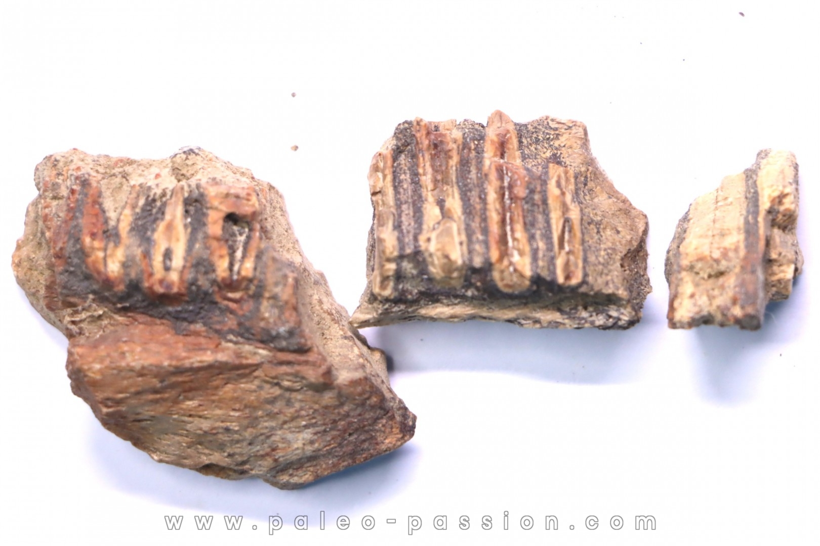 fragments de machoire de dinosaure edmontosaurus annectens - Hell Creek Fmt - crétacé sup. - Dawson County, Montana, USA