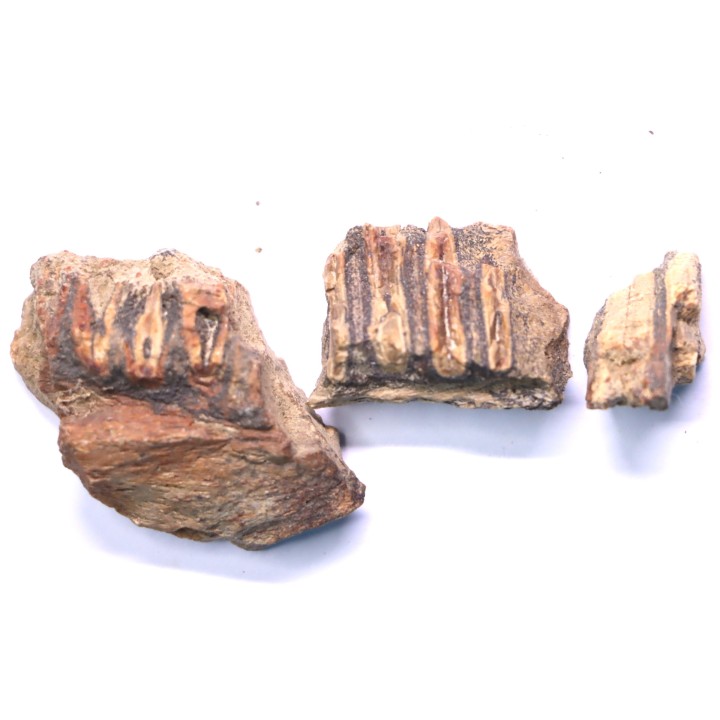 fragments de machoire de dinosaure edmontosaurus annectens - Hell Creek  Fmt - crétacé sup. - Dawson County, Montana, USA