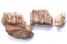 fragments de machoire de dinosaure edmontosaurus annectens - Hell Creek Fmt - crétacé sup. - Dawson County, Montana, USA