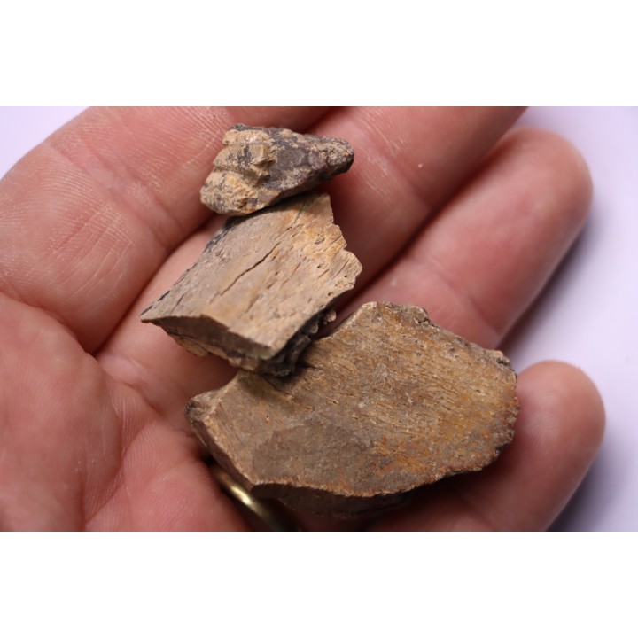 fragments de machoire de dinosaure edmontosaurus annectens - Hell Creek  Fmt - crétacé sup. - Dawson County, Montana, USA