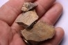 dinosaur part jaw with tooth: edmontosaurus annectens - Hell Creek  Formation - lower cretaceous - Dawson County, Montana