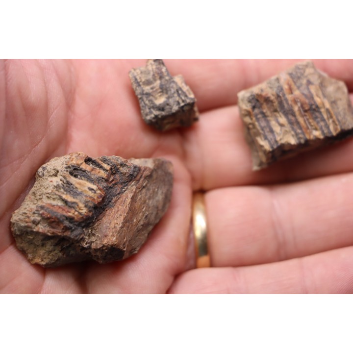 dinosaur part jaw with tooth: edmontosaurus annectens - Hell Creek  Formation - lower cretaceous - Dawson County, Montana