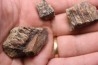 fragments de machoire de dinosaure edmontosaurus annectens - Hell Creek Fmt - crétacé sup. - Dawson County, Montana, USA