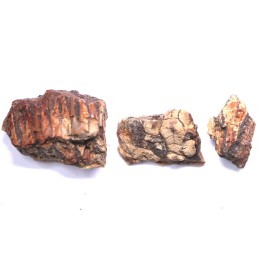 dinosaur part jaw with tooth: edmontosaurus annectens - Hell Creek  Formation - lower cretaceous - Dawson County, Montana