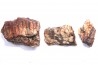 dinosaur part jaw with tooth: edmontosaurus annectens - Hell Creek  Formation - lower cretaceous - Dawson County, Montana