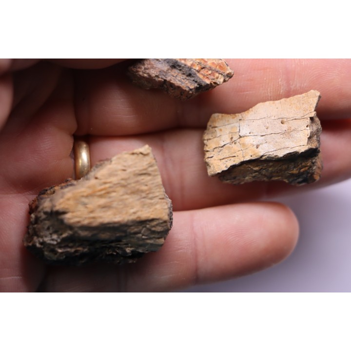 fragments de machoire de dinosaure edmontosaurus annectens - Hell Creek  Fmt - crétacé sup. - Dawson County, Montana, USA