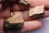 dinosaur part jaw with tooth: edmontosaurus annectens - Hell Creek  Formation - lower cretaceous - Dawson County, Montana