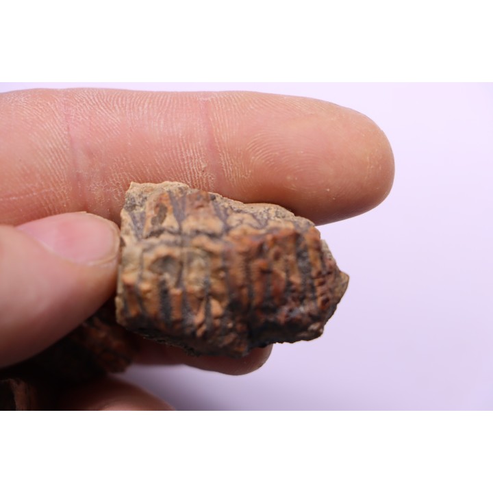 fragments de machoire de dinosaure edmontosaurus annectens - Hell Creek  Fmt - crétacé sup. - Dawson County, Montana, USA