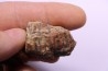fragments de machoire de dinosaure edmontosaurus annectens - Hell Creek  Fmt - crétacé sup. - Dawson County, Montana, USA