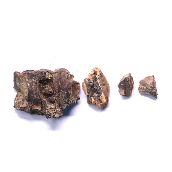 dinosaur part jaw with tooth: edmontosaurus annectens - Hell Creek  Formation - lower cretaceous - Dawson County, Montana