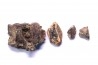 fragments de machoire de dinosaure edmontosaurus annectens - Hell Creek  Fmt - crétacé sup. - Dawson County, Montana, USA