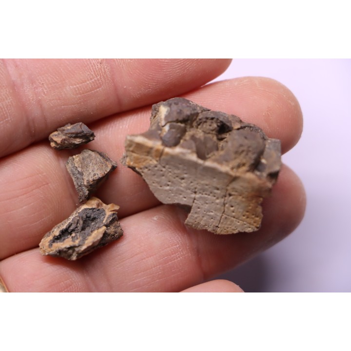 dinosaur part jaw with tooth: edmontosaurus annectens - Hell Creek  Formation - lower cretaceous - Dawson County, Montana