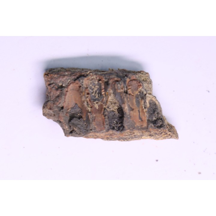 dinosaur part jaw with tooth: edmontosaurus annectens - Hell Creek  Formation - lower cretaceous - Dawson County, Montana