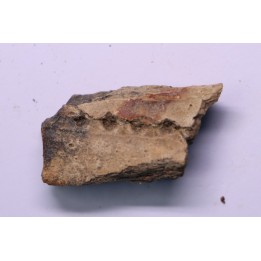 fragment de machoire de dinosaure edmontosaurus annectens - Hell Creek  Fmt - crétacé sup. - Dawson County, Montana, USA