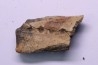 dinosaur part jaw with tooth: edmontosaurus annectens - Hell Creek  Formation - lower cretaceous - Dawson County, Montana