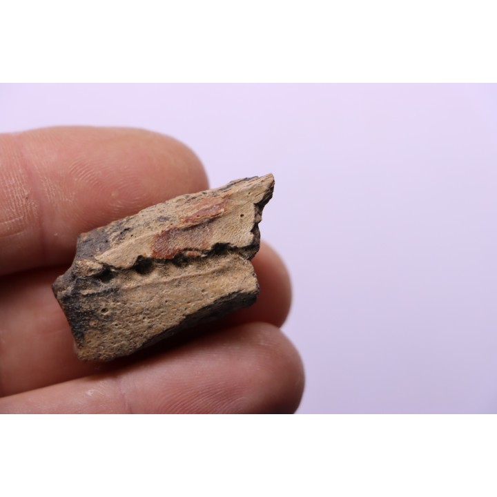 dinosaur part jaw with tooth: edmontosaurus annectens - Hell Creek  Formation - lower cretaceous - Dawson County, Montana