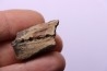 dinosaur part jaw with tooth: edmontosaurus annectens - Hell Creek  Formation - lower cretaceous - Dawson County, Montana