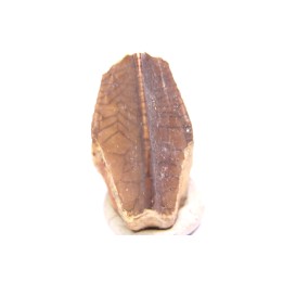 dinosaur tooth - HADROSAURE edmontosaurus annectens - Hell Creek  Formation - lower cretaceous - Dawson County, Montana
