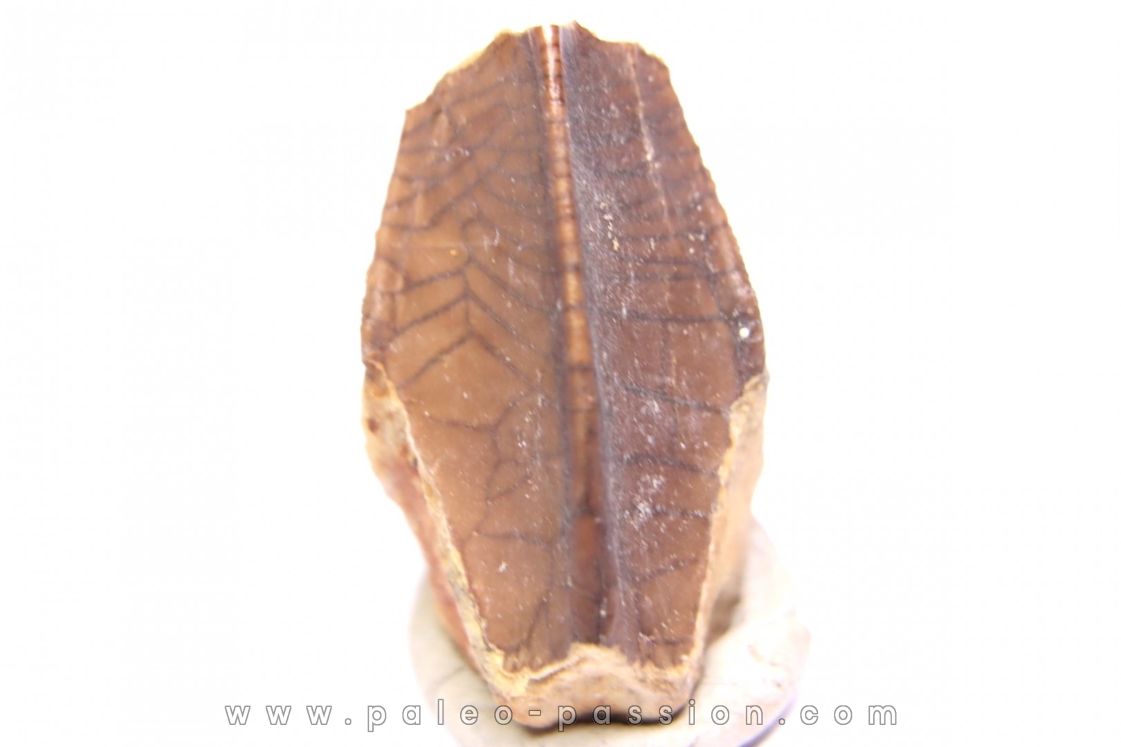 dinosaur tooth - HADROSAURE edmontosaurus annectens - Hell Creek Formation - lower cretaceous - Dawson County, Montana