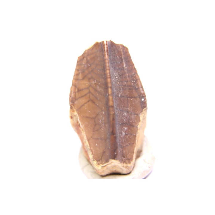 dinosaur tooth - HADROSAURE edmontosaurus annectens - Hell Creek  Formation - lower cretaceous - Dawson County, Montana