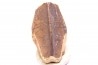 dinosaur tooth - HADROSAURE edmontosaurus annectens - Hell Creek Formation - lower cretaceous - Dawson County, Montana