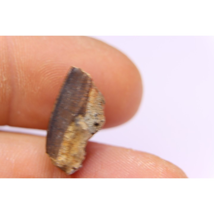 dinosaur tooth - HADROSAURE edmontosaurus annectens - Hell Creek  Formation - lower cretaceous - Dawson County, Montana