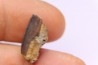 dinosaur tooth - HADROSAURE edmontosaurus annectens - Hell Creek Formation - lower cretaceous - Dawson County, Montana