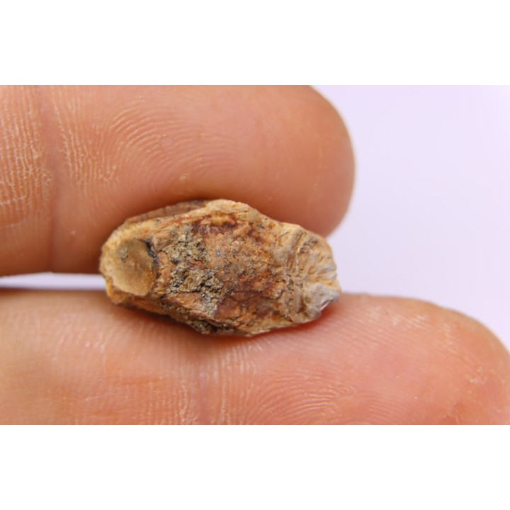 dinosaur tooth - HADROSAURE edmontosaurus annectens - Hell Creek  Formation - lower cretaceous - Dawson County, Montana