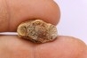 dinosaur tooth - HADROSAURE edmontosaurus annectens - Hell Creek Formation - lower cretaceous - Dawson County, Montana