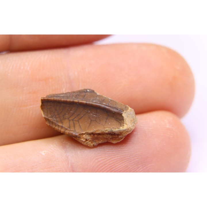 dinosaur tooth - HADROSAURE edmontosaurus annectens - Hell Creek  Formation - lower cretaceous - Dawson County, Montana