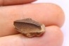 dinosaur tooth - HADROSAURE edmontosaurus annectens - Hell Creek Formation - lower cretaceous - Dawson County, Montana