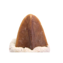 dinosaur tooth - HADROSAURE edmontosaurus annectens - Hell Creek  Formation - lower cretaceous - Dawson County, Montana
