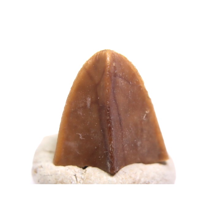 dinosaur tooth - HADROSAURE edmontosaurus annectens - Hell Creek  Formation - lower cretaceous - Dawson County, Montana