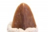 dinosaur tooth - HADROSAURE edmontosaurus annectens - Hell Creek Formation - lower cretaceous - Dawson County, Montana