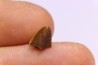 dinosaur tooth - HADROSAURE edmontosaurus annectens - Hell Creek Formation - lower cretaceous - Dawson County, Montana