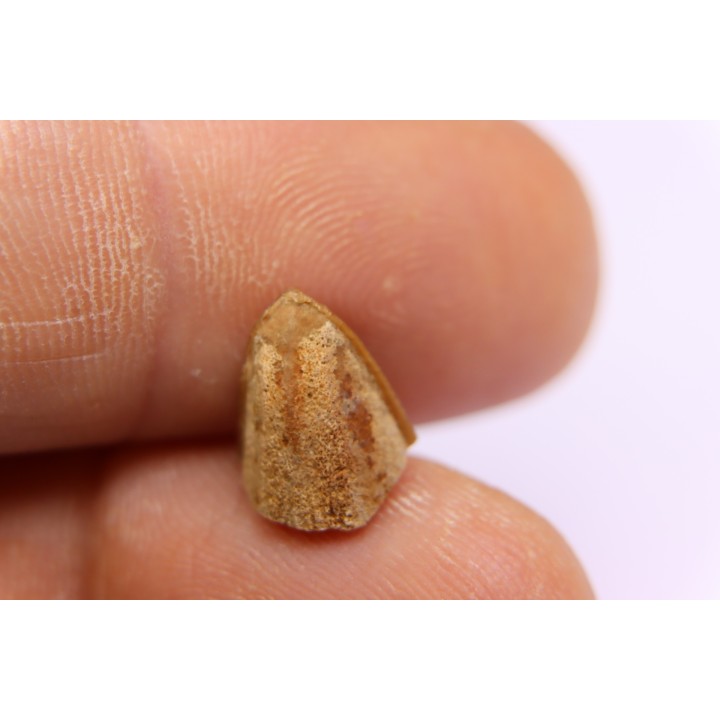 dinosaur tooth - HADROSAURE edmontosaurus annectens - Hell Creek  Formation - lower cretaceous - Dawson County, Montana