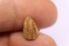 dinosaur tooth - HADROSAURE edmontosaurus annectens - Hell Creek Formation - lower cretaceous - Dawson County, Montana