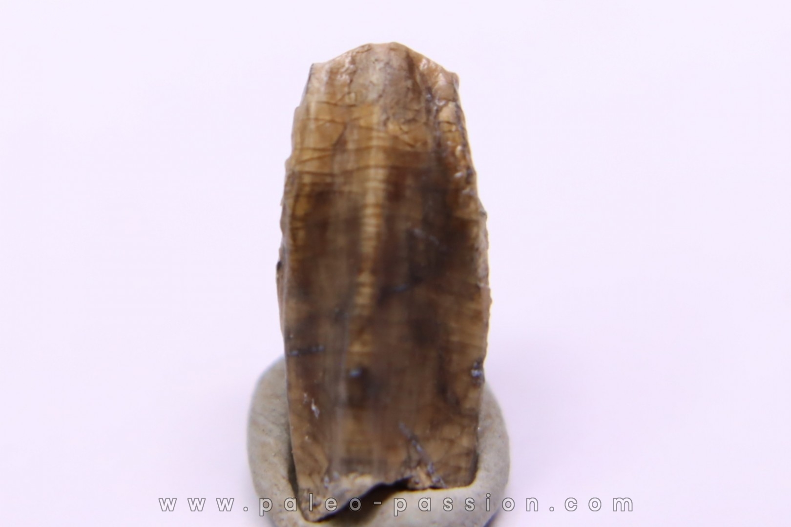 dinosaur tooth - HADROSAURE edmontosaurus annectens - Hell Creek Formation - lower cretaceous - Dawson County, Montana