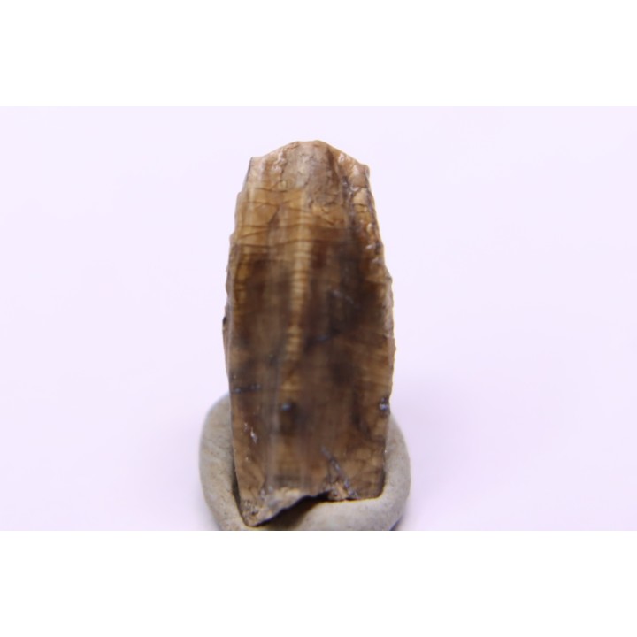 dinosaur tooth - HADROSAURE edmontosaurus annectens - Hell Creek  Formation - lower cretaceous - Dawson County, Montana