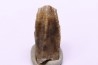 dinosaur tooth - HADROSAURE edmontosaurus annectens - Hell Creek Formation - lower cretaceous - Dawson County, Montana