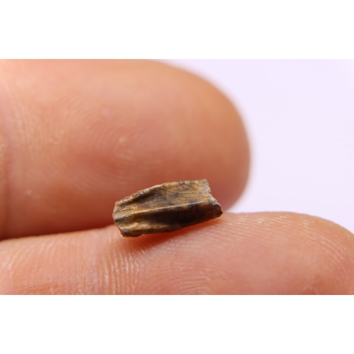 dinosaur tooth - HADROSAURE edmontosaurus annectens - Hell Creek  Formation - lower cretaceous - Dawson County, Montana