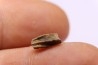 dinosaur tooth - HADROSAURE edmontosaurus annectens - Hell Creek Formation - lower cretaceous - Dawson County, Montana