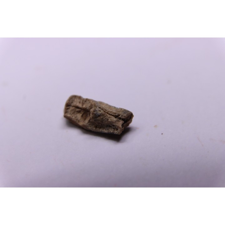 dinosaur tooth - HADROSAURE edmontosaurus annectens - Hell Creek  Formation - lower cretaceous - Dawson County, Montana