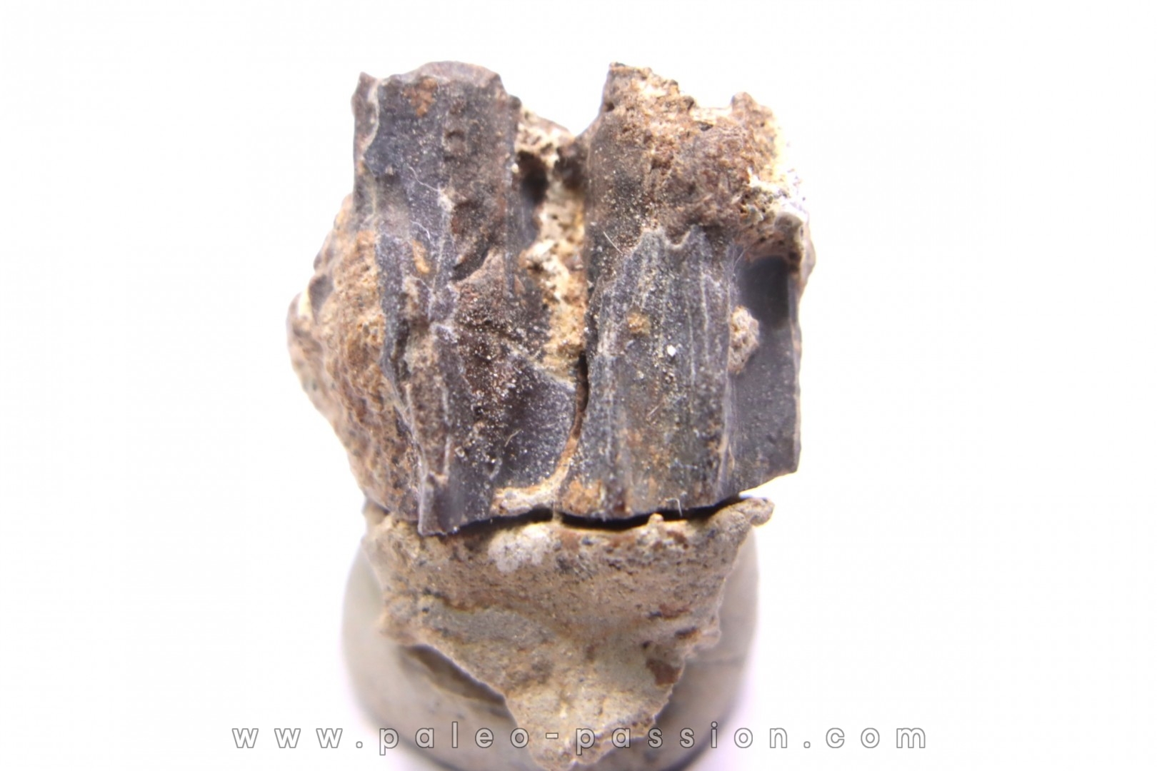 dinosaur tooth - HADROSAURE edmontosaurus annectens - Hell Creek Formation - lower cretaceous - Dawson County, Montana