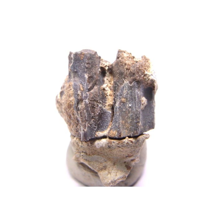 dinosaur tooth - HADROSAURE edmontosaurus annectens - Hell Creek  Formation - lower cretaceous - Dawson County, Montana