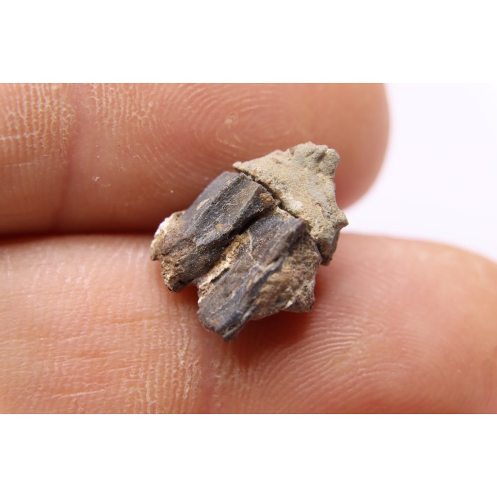dinosaur tooth - HADROSAURE edmontosaurus annectens - Hell Creek  Formation - lower cretaceous - Dawson County, Montana