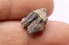 dinosaur tooth - HADROSAURE edmontosaurus annectens - Hell Creek Formation - lower cretaceous - Dawson County, Montana
