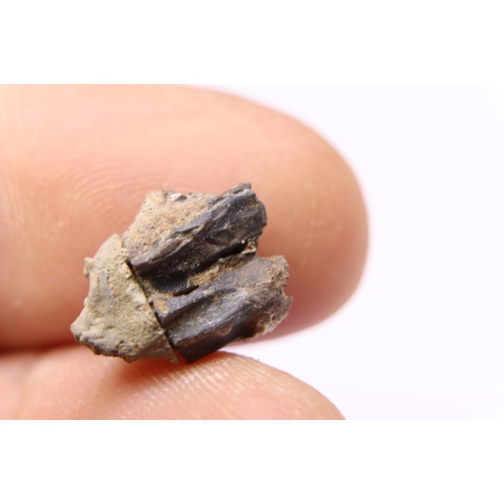 dinosaur tooth - HADROSAURE edmontosaurus annectens - Hell Creek  Formation - lower cretaceous - Dawson County, Montana